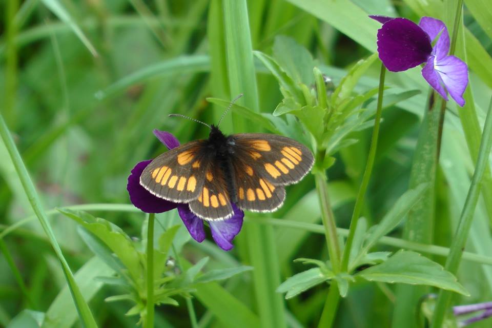 Erebia theano (live, possibly abb) (Internet Image property of respective owner, non-commercial use only)